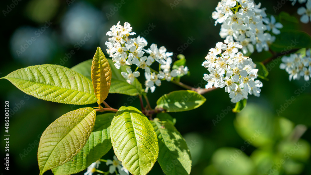 Weißer Holunderzweig mit frischem Grün im Frühling Weißer Holunderzweig mit frischem Grün im Frühling