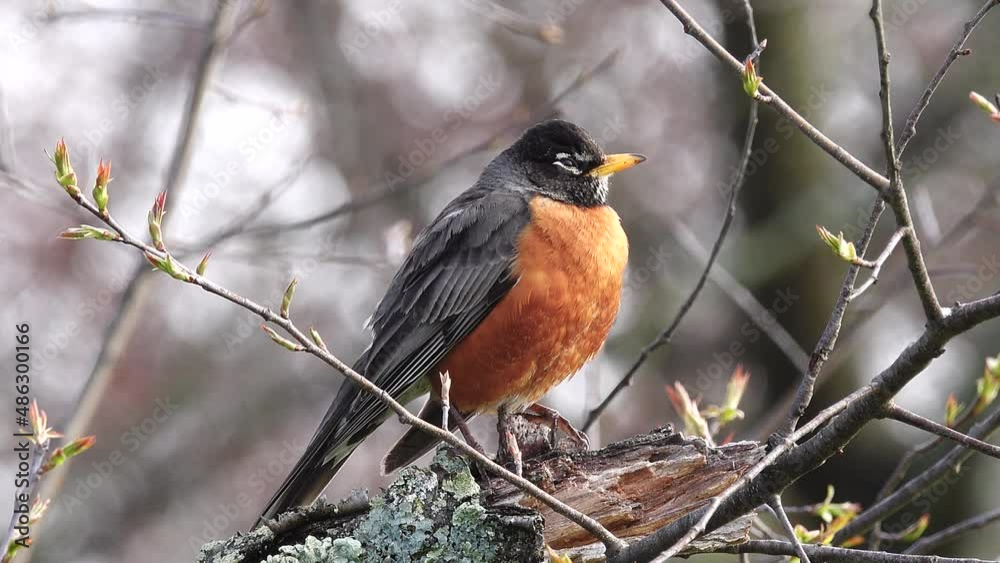A sleepy American Robin perches in a tree and tries to stay awake A sleepy American Robin perches in a tree and tries to stay awake