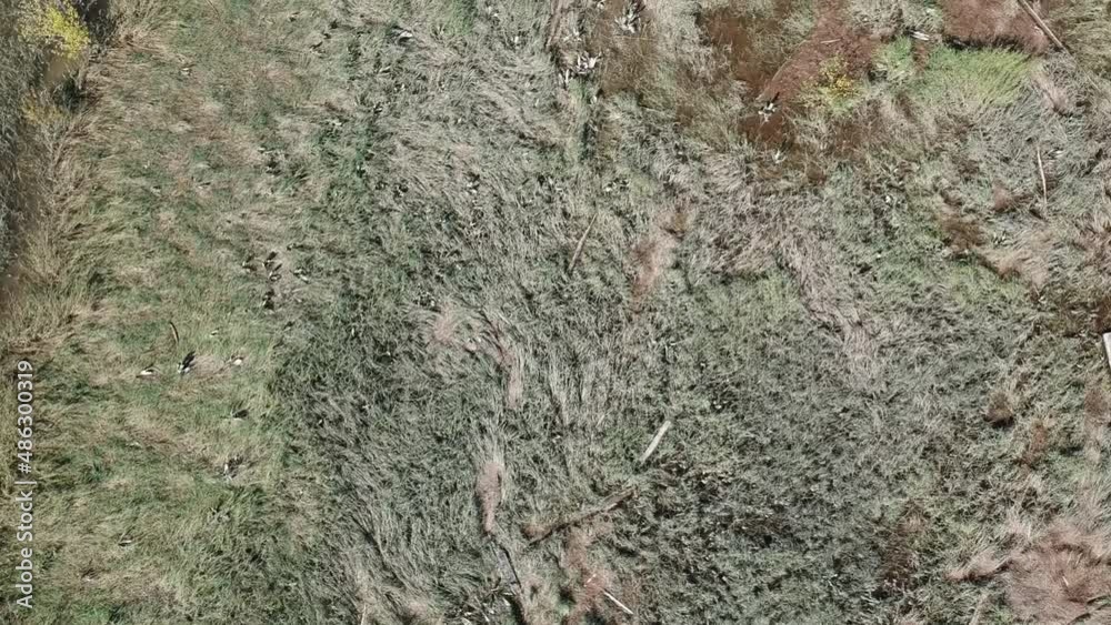 Birds-eye view of grown in riverbed along a floodplain Birds-eye view of grown in riverbed along a floodplain