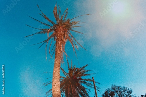 Palm tree in direct sunlight under a blue sky © Kenneth