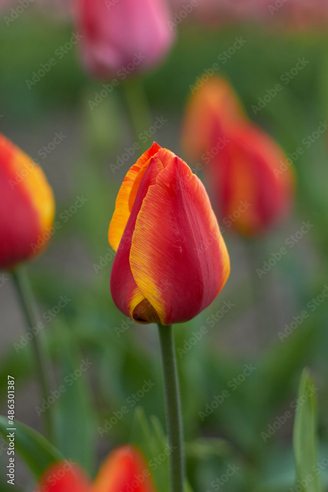 Orange - Yellow tulip. Beauty of nature. Spring, youth, growth concept. Orange - Yellow tulip. Beauty of nature. Spring, youth, growth concept.