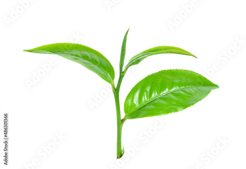 green tea leaf isolated on white.