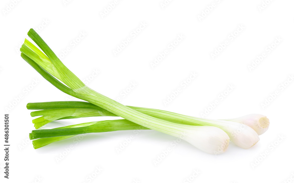 Green onion isolated on the white background Green onion isolated on the white background