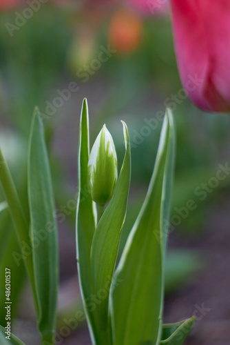 Closed bud of white tulip  spring flowers. Beauty of nature. Spring  youth  growth concept.