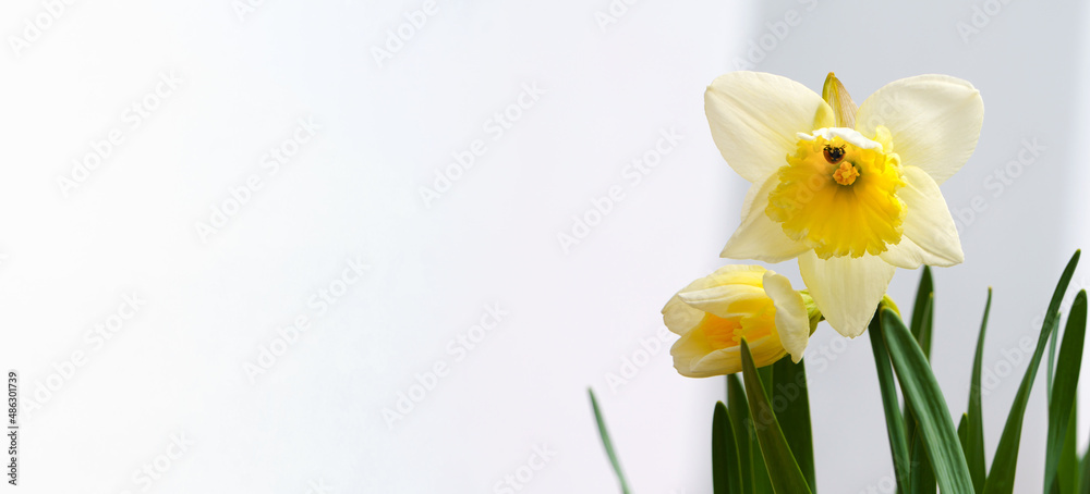 Naklejka premium Ladybug on a flower of daffodils. First spring flowers.