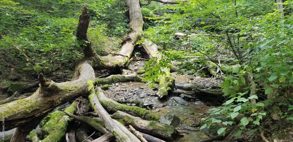 Green Lush Trees and Vegetation in Indiana Forest Green Lush Trees and Vegetation in Indiana Forest