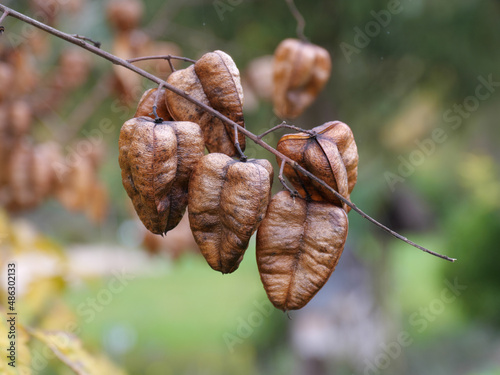 Trockene braune Früchte des Blasenstrauchs (Colutea arborescens) an einem Zweig hängend photo
