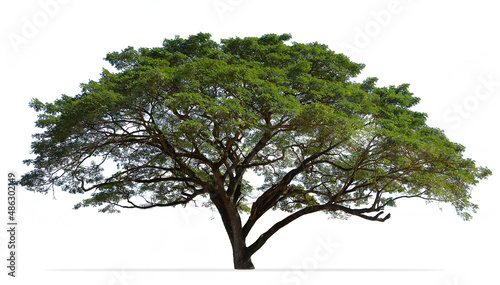 Rain tree (Albizia saman), tropical tree isolated on white background photo