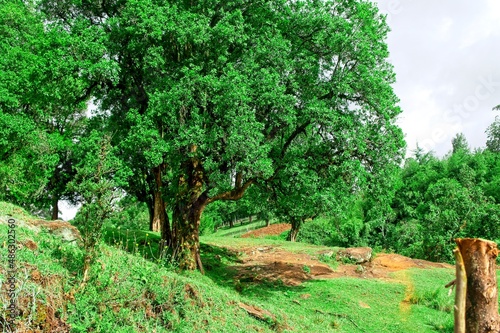 A large tree next to a rocky patch of land