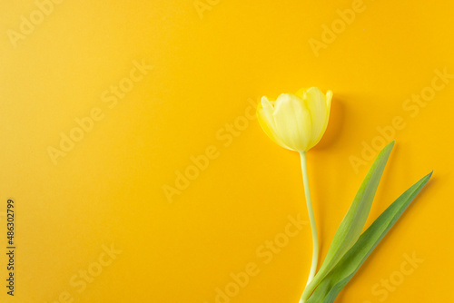 Single yellow tulip flower with green leaves isolated on yellow background. Postcard for spring holidays.