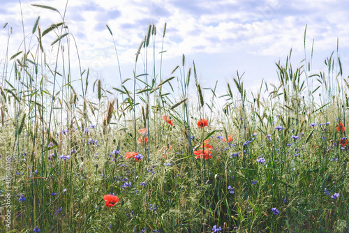 Close-up  wild flowers red poppy and cornflowers. against the backdrop of nature.