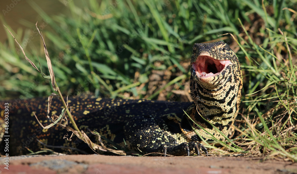 Nile Monitor, Kruger National Park Nile Monitor, Kruger National Park