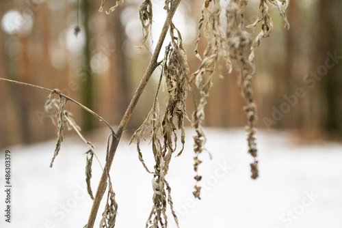 Plants in the forest