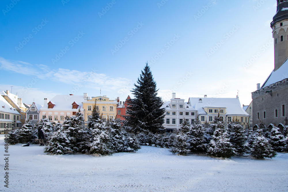 A maze of snowy fir trees on the Town Hall Square of Tallinn Old Town in winter after Christmas Market. 