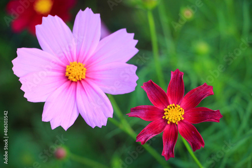 One bright pink white cosmos flowers with green leaves and buds in garden. Floral summer or spring background or greeting card  selective focus  blurred backdrop  space for text. Bee on flower