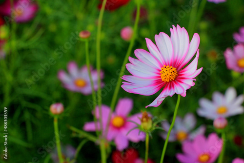 One bright pink white cosmos flowers with green leaves and buds in garden. Floral summer or spring background or greeting card  selective focus  blurred backdrop  space for text. Bee on flower