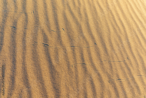 Sand Patterns on Sand Dune Including Sidewinder Rattlesnake Tracks