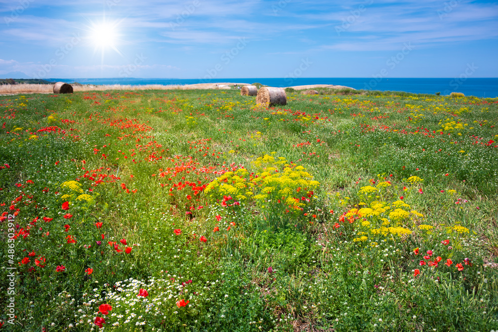 Wild flowers meadow by the sea in summer, natural landscape