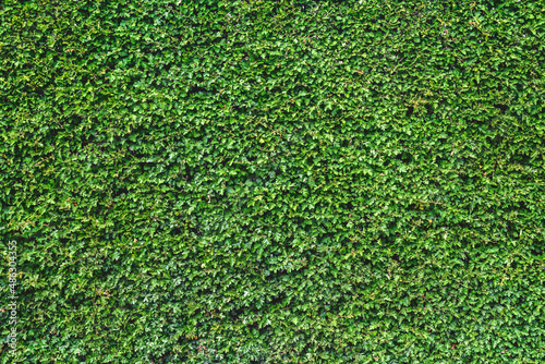 Close-up, natural green wall leaf. texture, background.