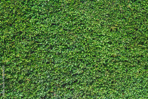 Close-up, natural green wall leaf. texture, background.