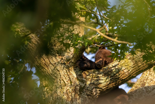 Sleeping black bear cub