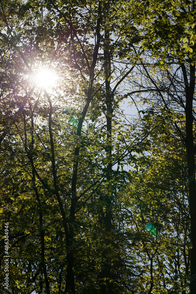 Obraz premium young green foliage on different types of trees