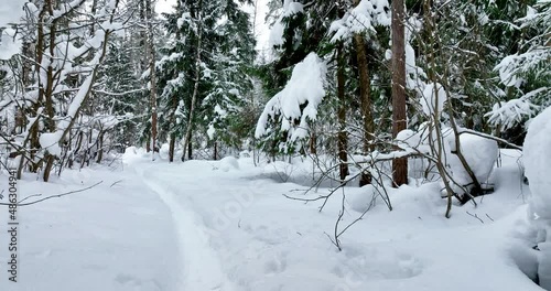 Branches of a snow-covered tree in a winter forest, snow covered trees