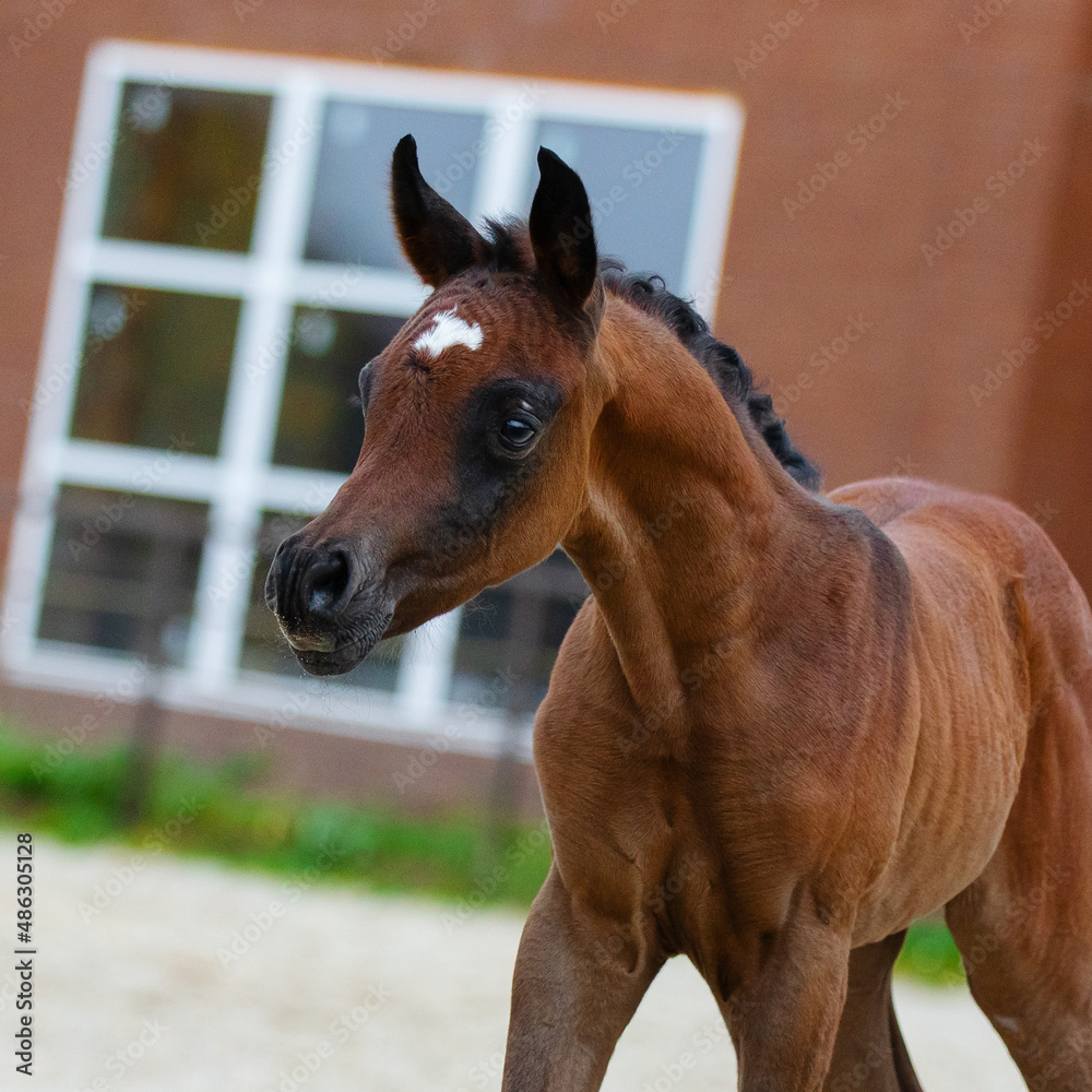 Fototapeta premium Young pretty arabian horse foal on summer background, portrait closeup