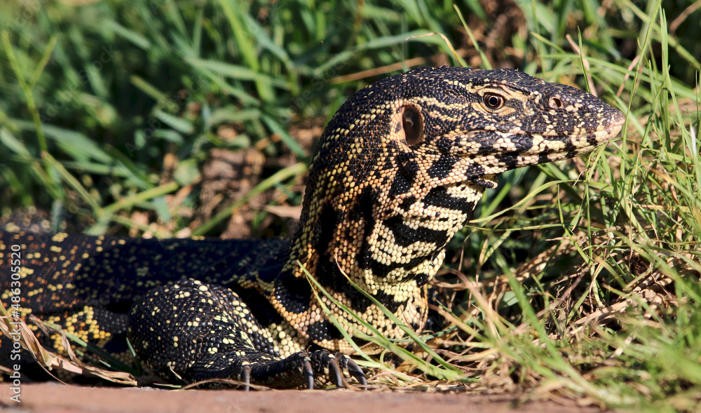 Nile Monitor, Kruger National Park Nile Monitor, Kruger National Park