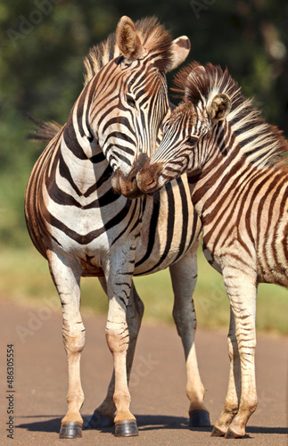 Zebra Foal  Kruger National Park