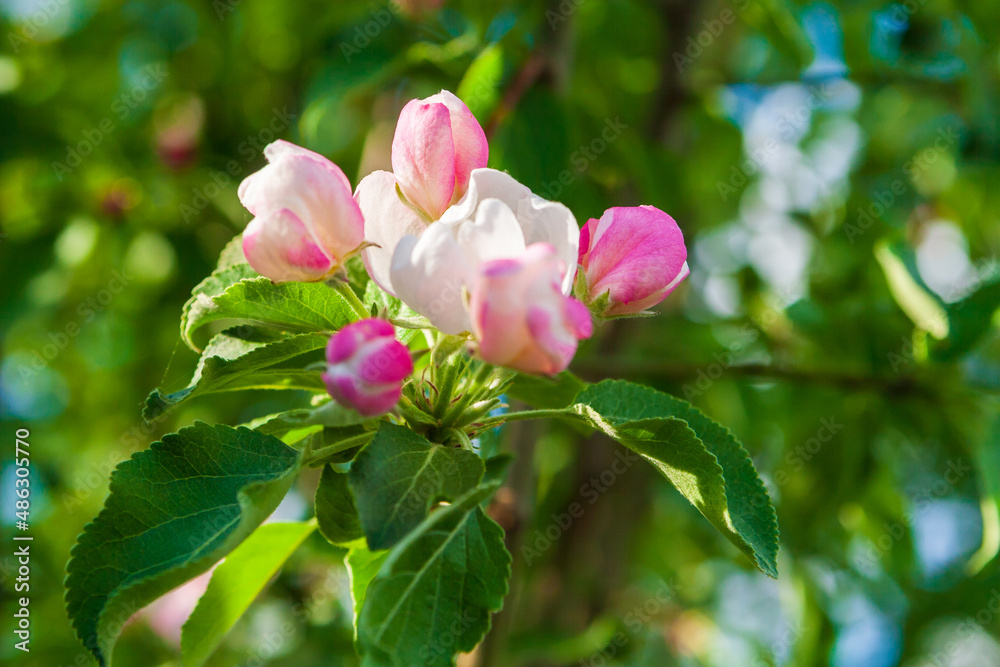 Blooming apple tree. Unusually beautiful pink buds of a blossoming apple tree, close-up. Blooming apple tree. Unusually beautiful pink buds of a blossoming apple tree, close-up.