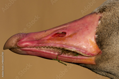 Greylag goose (Anser anser) © dennisjacobsen