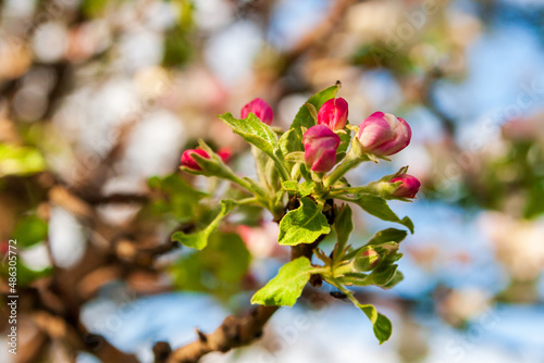 Spring apple tree. An apple tree branch with unusually pink buds.