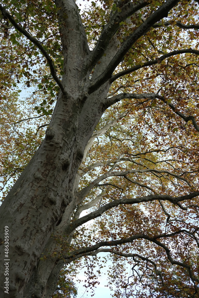 Ein Platanen Baum mit Äste und Blätter der das Bild diagonal durchschneidet. Ein Platanen Baum mit Äste und Blätter der das Bild diagonal durchschneidet.