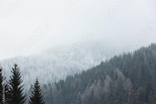 Foggy landscape. Snowy forest in mountains.