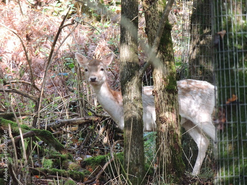 deer looking out from amongst trees
