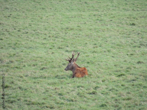 solitary stag laying amongst grass