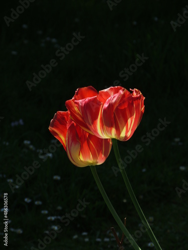 red tulips in the sun against a dark background
