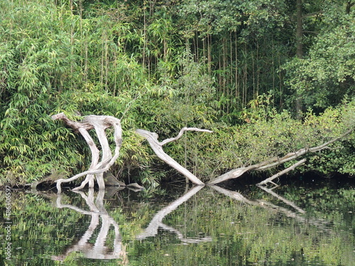 Stand of trees and deadwood reflecting in still water lake