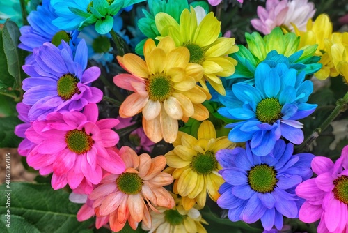 Colorful bouquet of blossom rainbow Chrysanthemum flower in the garden