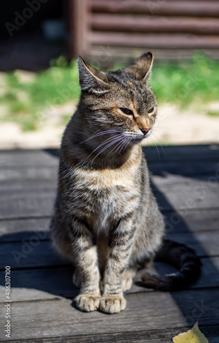 Cute domestic cat sitting on doorstep outside house, portrait. Cat basking in the sun. Relaxed animals. Selective focus, shallow depth of field.