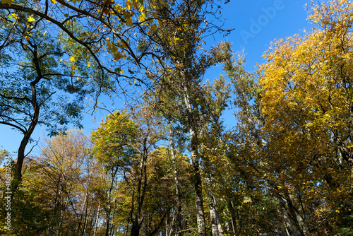 trees in a mixed forest during leaf fall