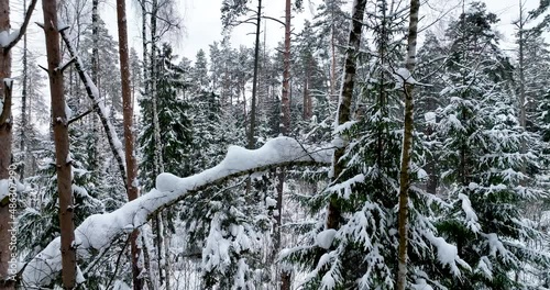 snow falling from a branch in a winter forest - slow motion