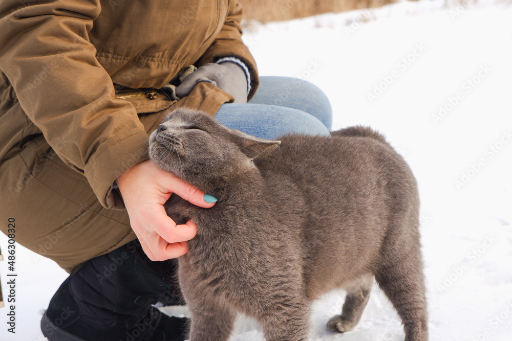 Obraz premium Woman squatting play with a gray cat in a snowy backyard. Pets, comfort, christmas, winter and people concept young woman with cat