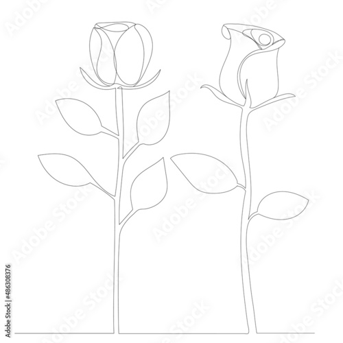 roses grow contour in one line, sketch