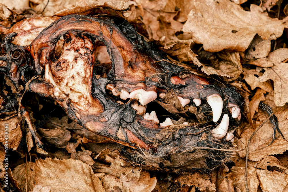 dead animal in the forest dead animal in the forest