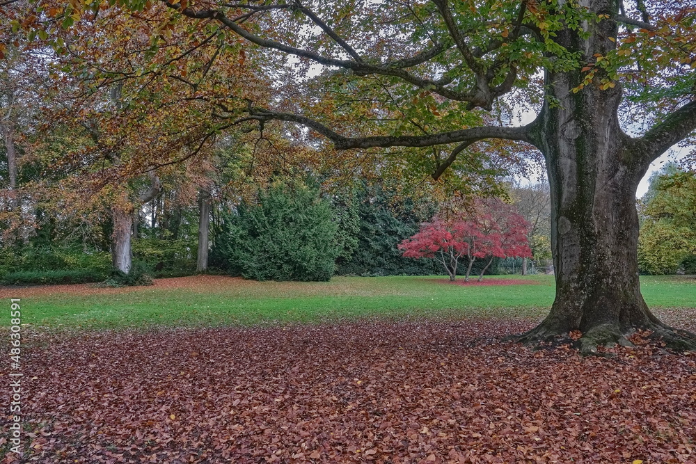 Naklejka premium Ein großer Baum mit Äste und Blätter der vor mehrere kleinere Bäume mit bunten Blätter auf einer Wiese steht. 