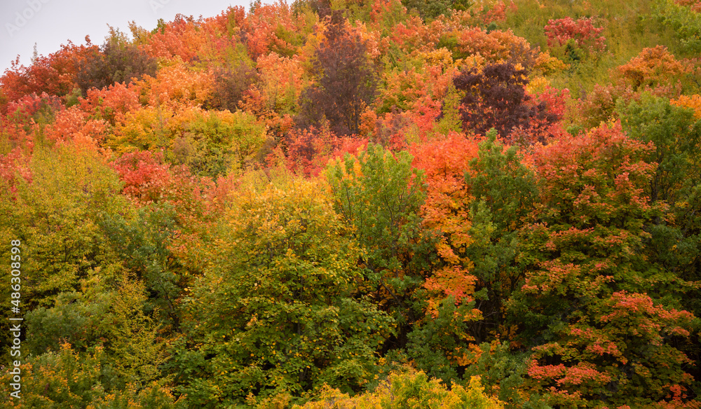 Autumn season lanscape with colorful trees and plants Autumn season lanscape with colorful trees and plants