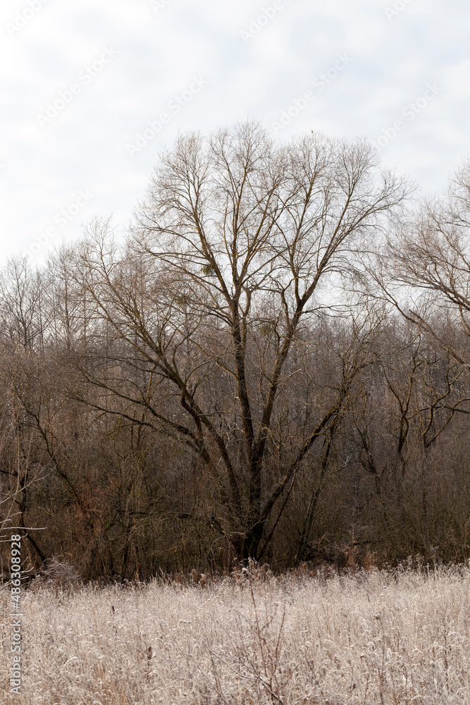 deciduous trees in the winter season without foliage deciduous trees in the winter season without foliage