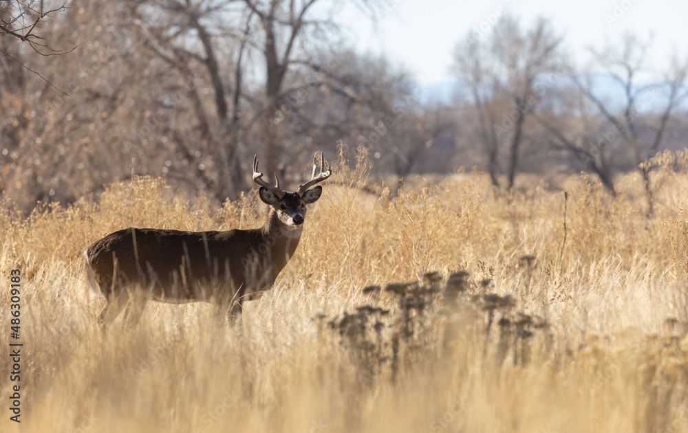 Fototapeta premium Buck Whitetail Deer in the Rut in Autumn in Colorado